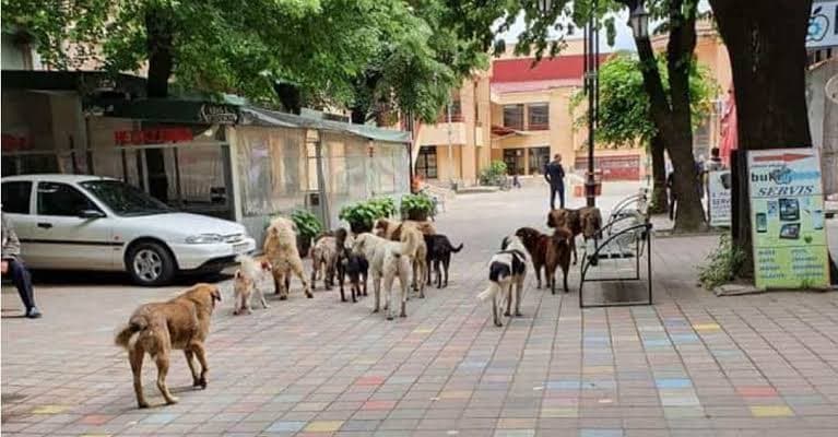Përballë sfidës me qentë endacakë, organizatat vendore dhe holandeze sigurojnë 50 mijë euro për sterilizim